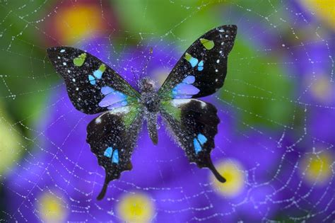 Butterfly Conservation: Promoting the Preservation of Butterflies with the Magic Butterfly Net